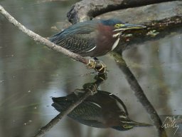 Florida_2007-2008-061